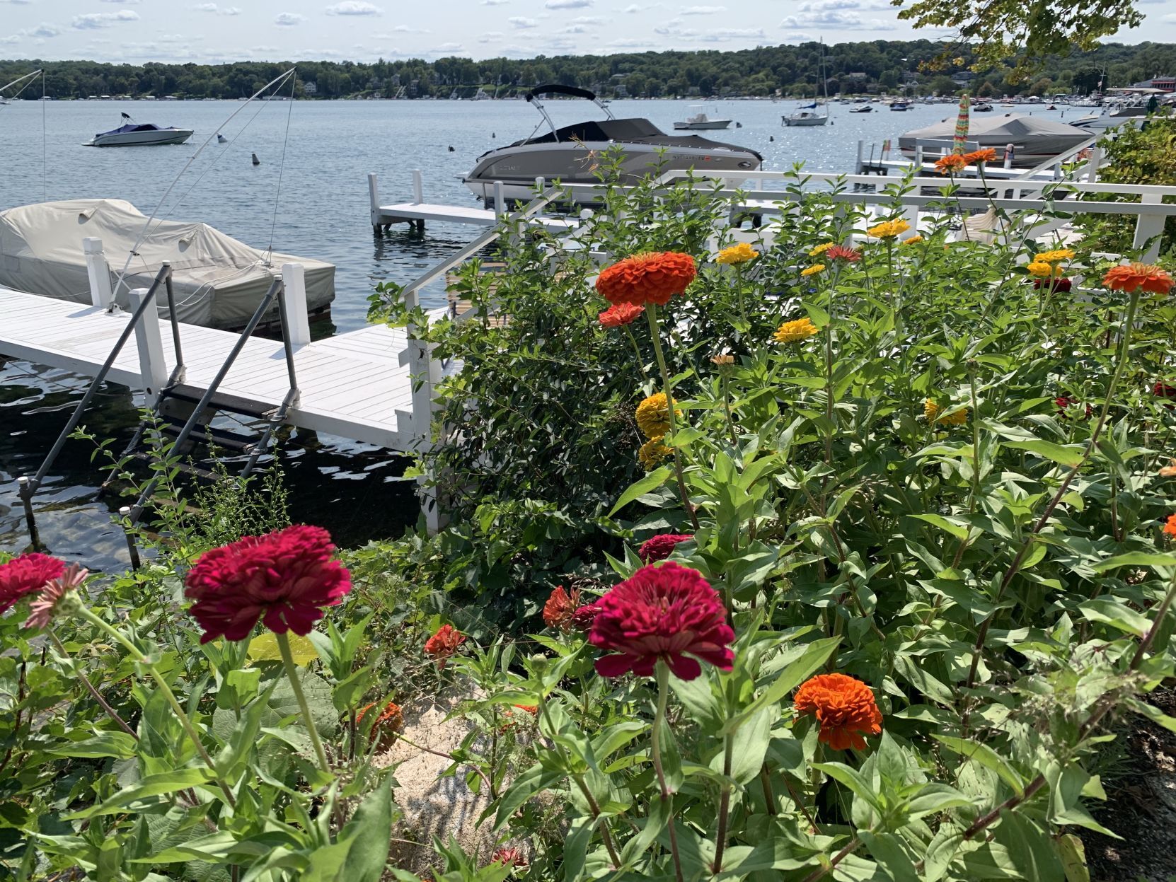 A late summer bloom
